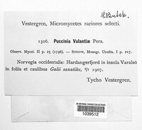 Puccinia valantiae image